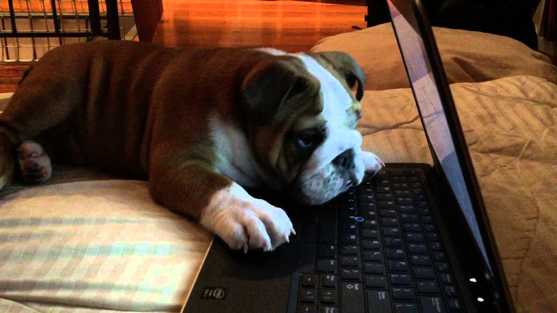 Sad puppy in front of a computer.